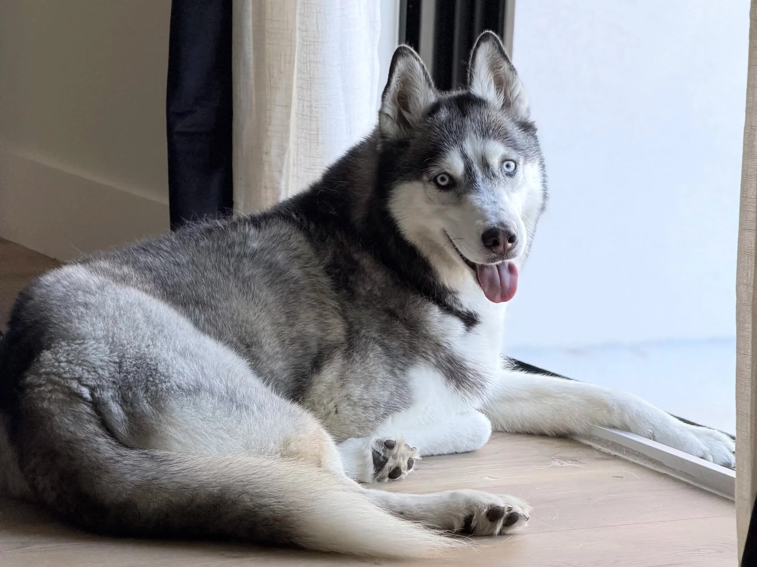 Drew and Selena's husky — if you've ever owned one, you know the hair gets everywhere